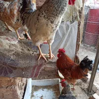 خروس|حیوانات مزرعه|یزد, |دیوار