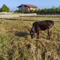 یک راس تلم محلی|حیوانات مزرعه|عباسآباد, |دیوار