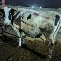 گاو زایده 35کیلو شیر