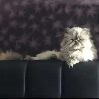 گربه هیمالین