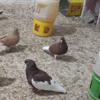 کفتر شهری|پرنده|جم, |دیوار