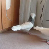 معاوضه با عروس هلندی|پرنده|گوهران, |دیوار