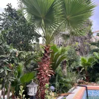 فروش درخت پالم|گل و گیاه طبیعی|رشت, دیانتی|دیوار