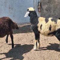بره|حیوانات مزرعه|قره چای, |دیوار