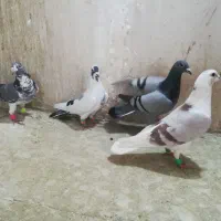 کبوتر پرشی|پرنده|مشهد, کارمندان دوم|دیوار