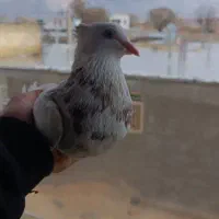 سه جفت طوقی|پرنده|لردگان, |دیوار