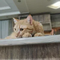 واگذاری گربه dsh|گربه|تهران, فاطمی|دیوار