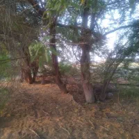 خدمات اره بنزینی و خرید چوب