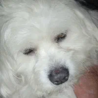 سگ گمشده است|حیوانات|تهران, شادآباد|دیوار