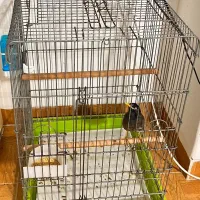 فروش مینا ۵ماهه