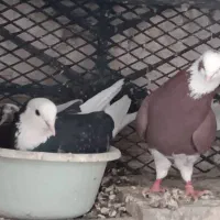 کبوتر|پرنده|اصفهان, دستگرده|دیوار