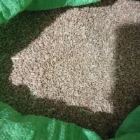 گندم|خدمات باغبانی و درختکاری|اسفراین, |دیوار