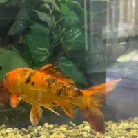 نیروی کار برای فروشگاه پروتئین جهت تیکه کاری مرغ