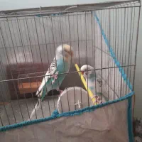 مرغ عشق فول رام