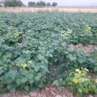 لوبیا قرمز یک تن