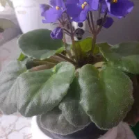 گل بنفشه آفریقایی