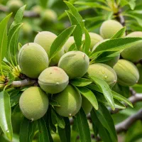 نهــال گردو پــربار تخفیــف محــدود پرداخت در محل|خدمات باغبانی و درختکاری|اشنویه, |دیوار