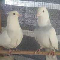 کبوتر طوق آبی