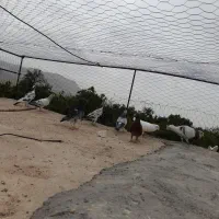 کبوتر ذات دار  بشرت