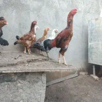 خروس و تخم مرغ لاری اصیل