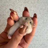 همستر کمپل یا روبروویسکی|موش و خرگوش|تهران, چهارصد دستگاه|دیوار