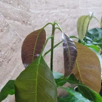 نهال انبه