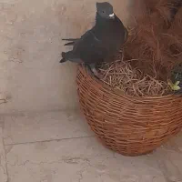 کبوتر زاغ کلادار کشیده نوک ریز تزئینی|حیوانات|قائم‌شهر, |دیوار