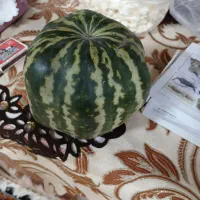 هندوانه ابوجهل