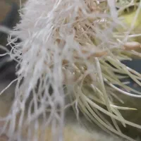 سمنو سنتی مریم بانو