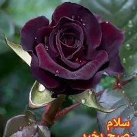 فروش کد 2