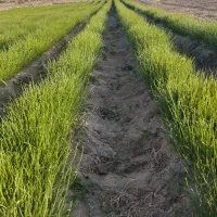 نهال پیاز مینروا