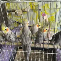 عروس هلندی