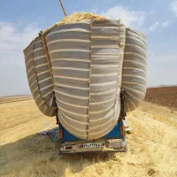 کاه گندم