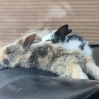 خرگوش لوپ دوماهه|موش و خرگوش|پرند, فاز ۴|دیوار