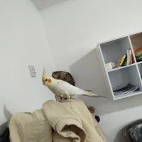 عروس هلندی|پرنده|دزفول, |دیوار