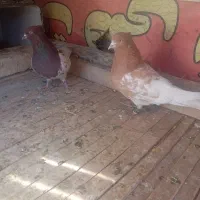 کبوتر|پرنده|باغ بهادران, |دیوار