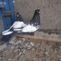 جفت سینه سیاه