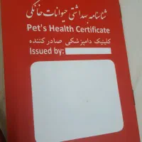 سگ عروسکی مینیاتوری|سگ|تهران, جوادیه|دیوار