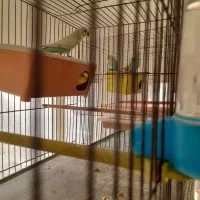 مرغ عشق مولد|پرنده|اردبیل, |دیوار