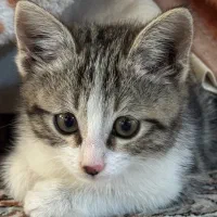 گربه خانگی