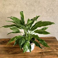 سه نوع گل خاص و لاکچری