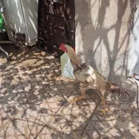 خروس لاری
