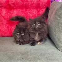 ملوسکای دست آموز|گربه|گرگان, |دیوار