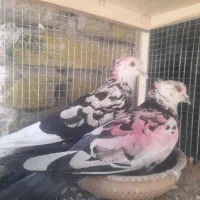به فروش میرسد