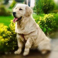 گلدن رتریوراصل