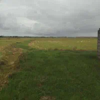 زمین کشاورزی برنج فروش فوری