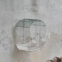 قفس بزرگ کجه بزرگ|لوازم جانبی حیوانات|قم, آذر (نکویی)|دیوار