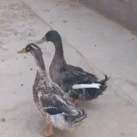 ۳عدد اردک ۱۰ماهه
