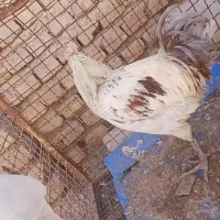 1 خروس محلی اصل پاه سیا|حیوانات مزرعه|کرمان, |دیوار