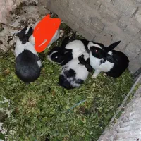 خرگوش